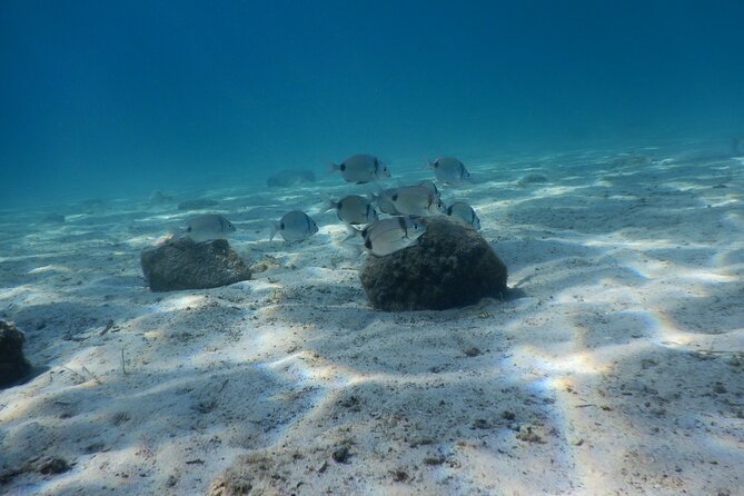 3 Hour Private Scuba Diving Experience - Key points to know before you book