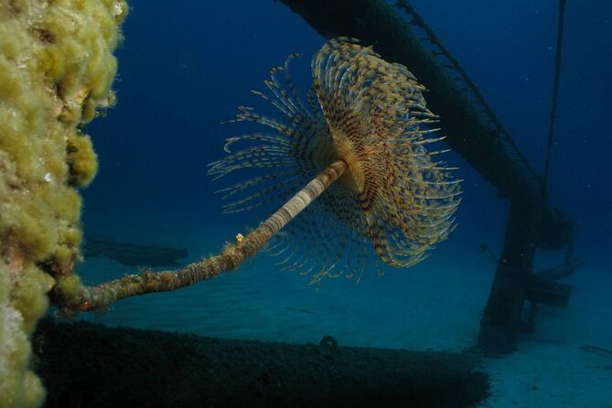 Adventure Dives for Certified Divers in Nea Makri, Athens - What you can see below the surface