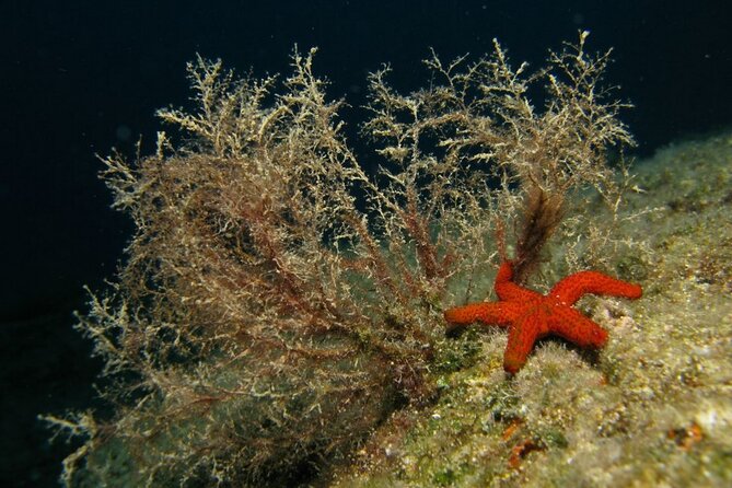 Adventure Dives for Certified Divers in Nea Makri, Athens - One session or two, and why the break matters