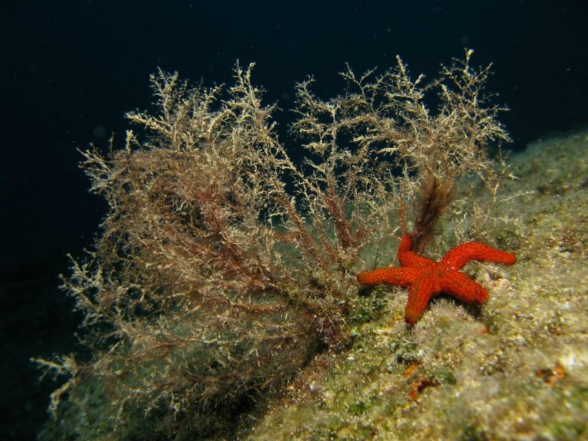 Athens: Adventure Dives in Nea Makri for Certified Divers - Price and practical value at $64