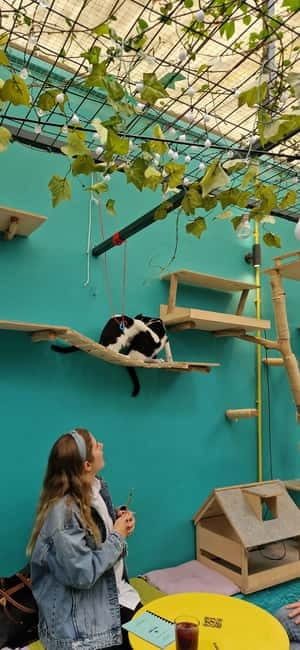 Athens: Cat Cafe Visit with Drink and Sweet - Key points at a glance