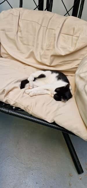 Athens: Cat Cafe Visit with Drink and Sweet - A calm cat break in central Athens