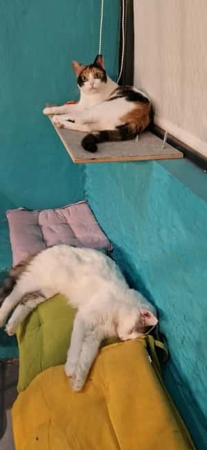 Athens: Cat Cafe Visit with Drink and Sweet - The cats come with a purpose