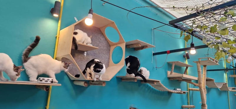 Athens: Cat Cafe Visit with Drink and Sweet - Why the small group size matters