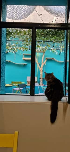 Athens: Cat Cafe Visit with Drink and Sweet - A drink, a sweet, and fair value at $7.90