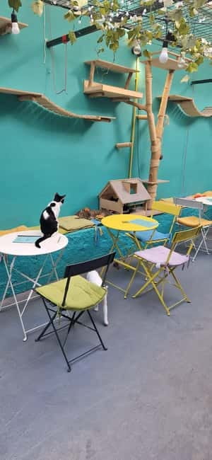 Athens: Cat Cafe Visit with Drink and Sweet - The café atmosphere and what to expect from the menu