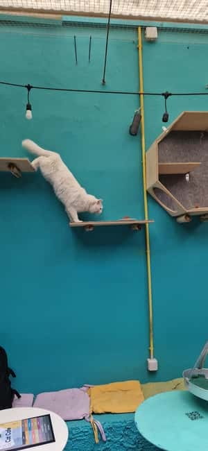 Athens: Cat Cafe Visit with Drink and Sweet - Events beyond the regular café visit
