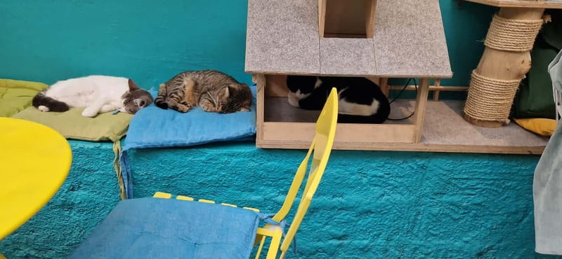 Athens: Cat Cafe Visit with Drink and Sweet - Practical details that affect your choice