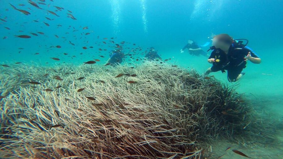 Athens East Coast: Discover Scuba Diving in Nea Makri - Sea urchins, footwear, and other practical details