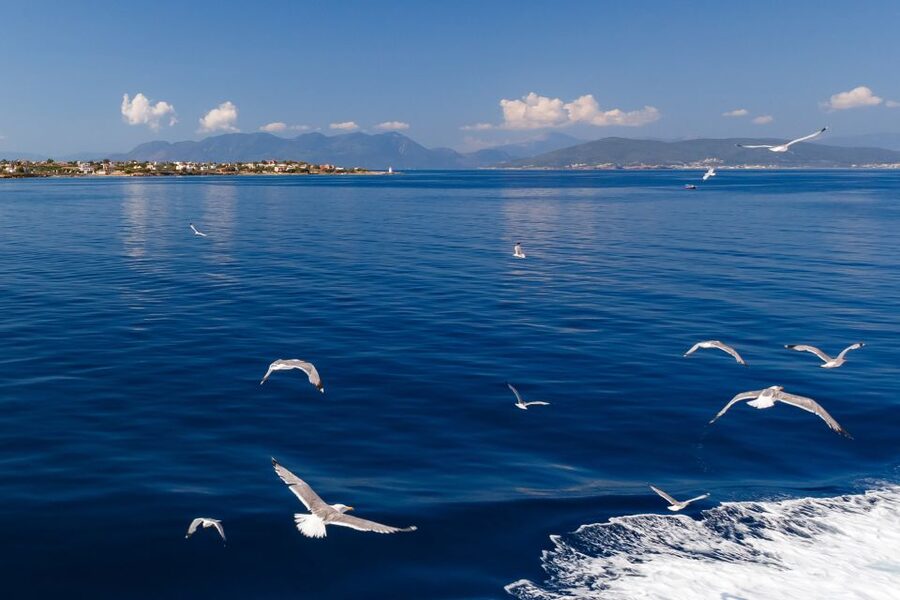 Athens: Guided Day Trip to Aegina Island with Swimming - Who should book this Aegina day trip