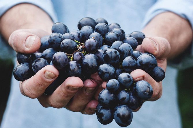 Athens Private Wine Tasting Tour - Dionysian Grapes - A short route from Acropoli Athens to Plaka