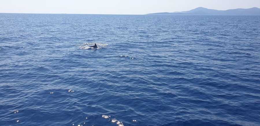 Athens: Riviera Catamaran Tour with Fresh Meal and Drinks - Who will enjoy this catamaran tour?