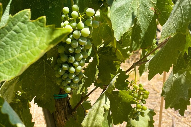 Athens to Nemea Wine Experience Tour - Why Nemea makes a good wine day from Athens