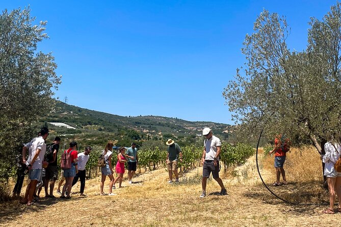 Athens to Nemea Wine Experience Tour - The ride back to Athens