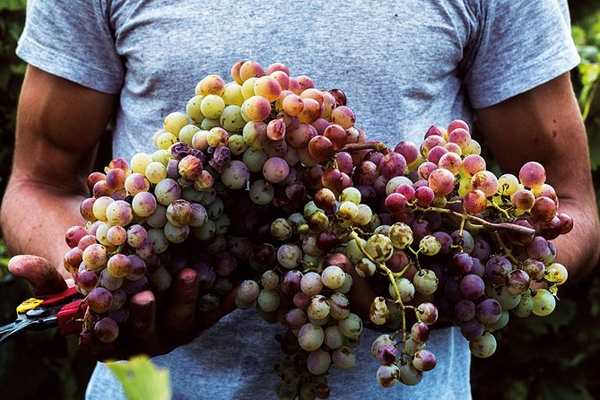Athens Wine Tour - An Outstanding Full Day Experience For Dedicated Winelovers - Second winery: three wines and a light local lunch