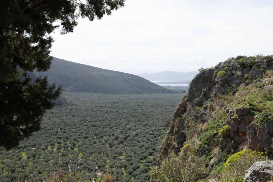 Delphi: Easy Hike on Ancient Path through the Olive Groves - Olive groves and wide views across the valley