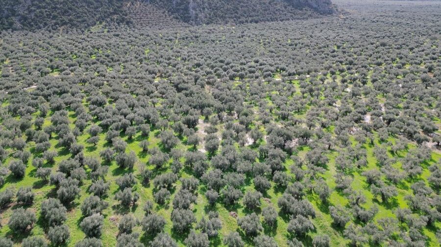 Delphi: Easy Hike on Ancient Path through the Olive Groves - How much time and energy to allow