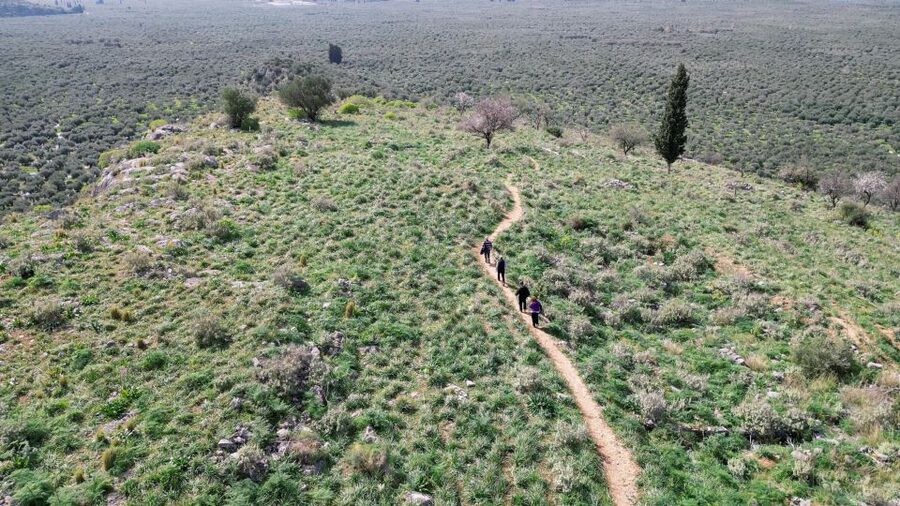 Delphi: Easy Hike on Ancient Path through the Olive Groves - What to bring and what to expect at the meeting point