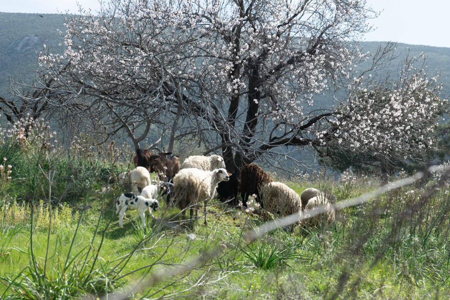 Delphi: Easy Hike on Ancient Path through the Olive Groves - Who should book the Delphi olive-grove walk