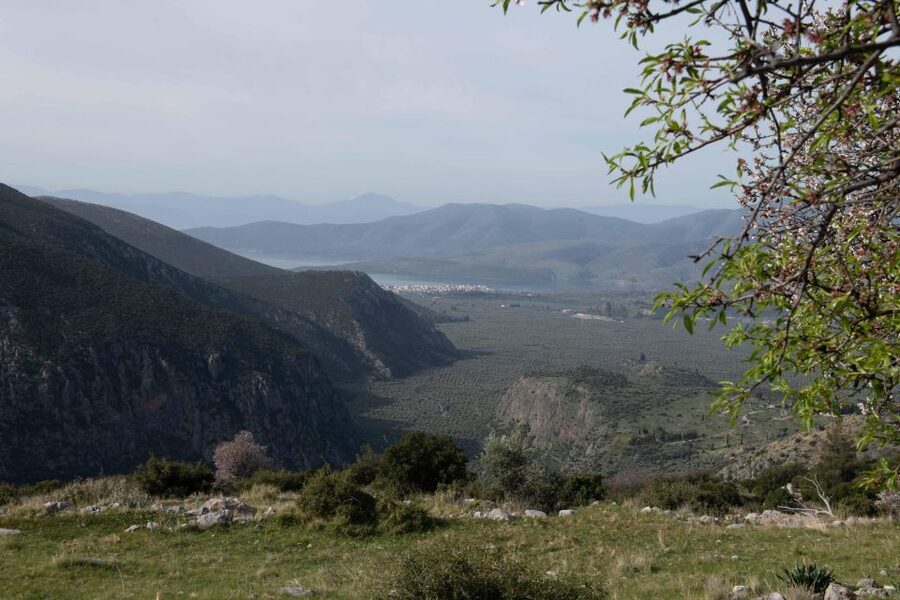 Delphi: Easy Hike on Ancient Path through the Olive Groves - Should you book it?