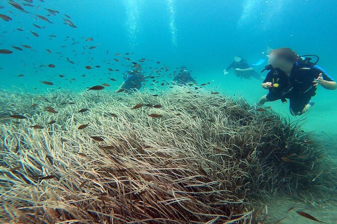 Discover Small Group Scuba Diving Experience in Nea Makri, Athens - Starting in Nea Makri, not central Athens