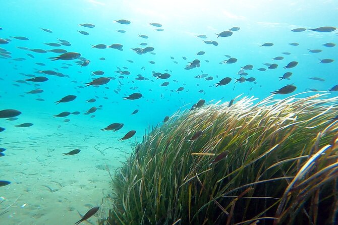 Discover Small Group Scuba Diving Experience in Nea Makri, Athens - Practical preparation for the morning