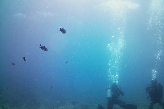 Double Shore Dive (certified divers) - What the two-site format actually gives you