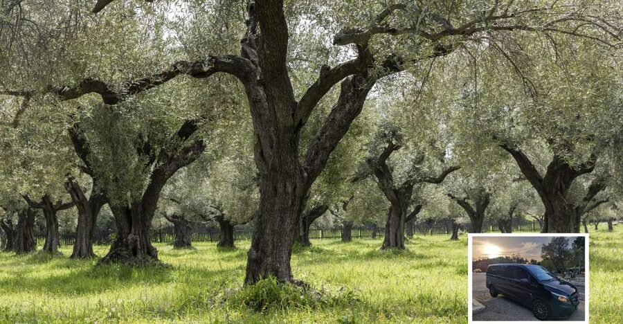 From Athens: Wine, Oil, & Cheese Tasting in Nemea & Argolis - Key points to know before booking