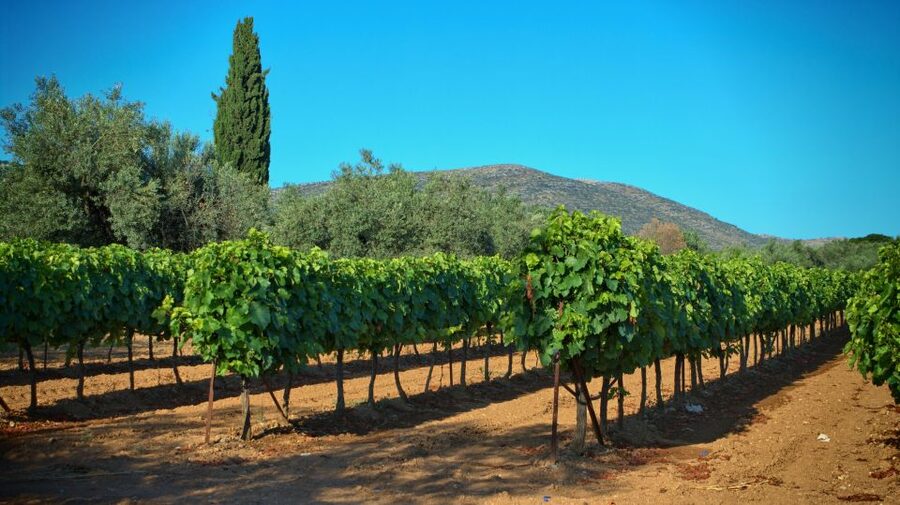 From Athens: Wine, Oil, & Cheese Tasting in Nemea & Argolis - Driver service and the feel of a private trip