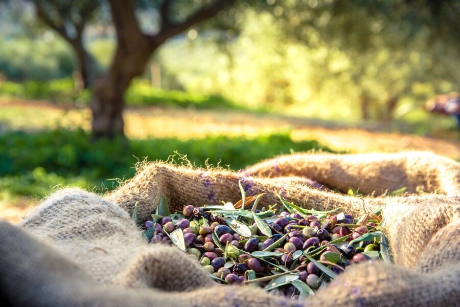 From Athens: Wine, Oil, & Cheese Tasting in Nemea & Argolis - Olive oil, old trees, and a rural Greek snack