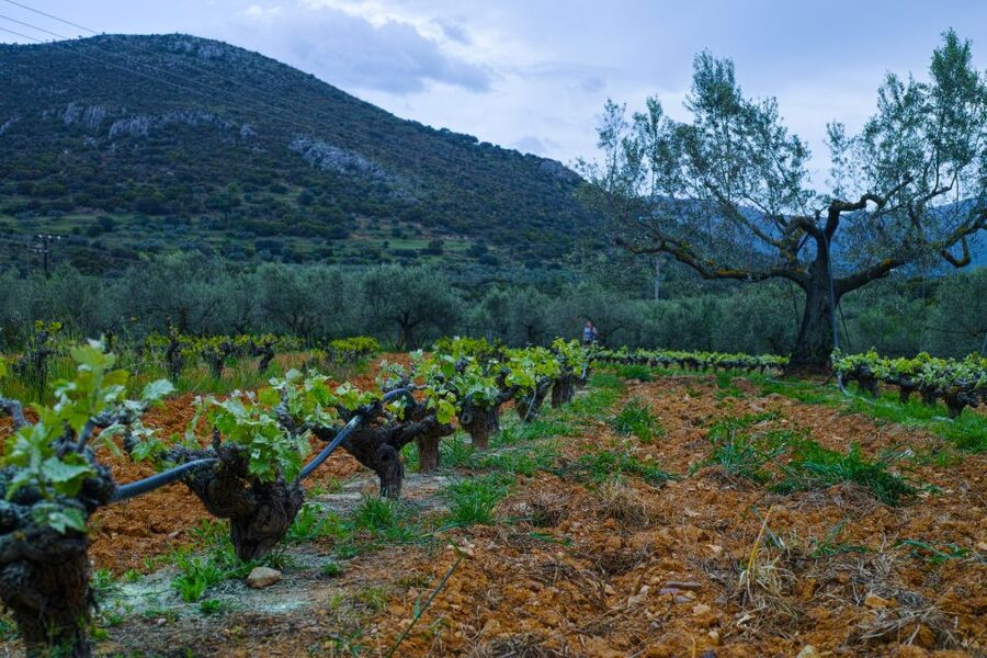 From Athens: Wine, Oil, & Cheese Tasting in Nemea & Argolis - Ancient Epidaurus and the theater’s famous acoustics