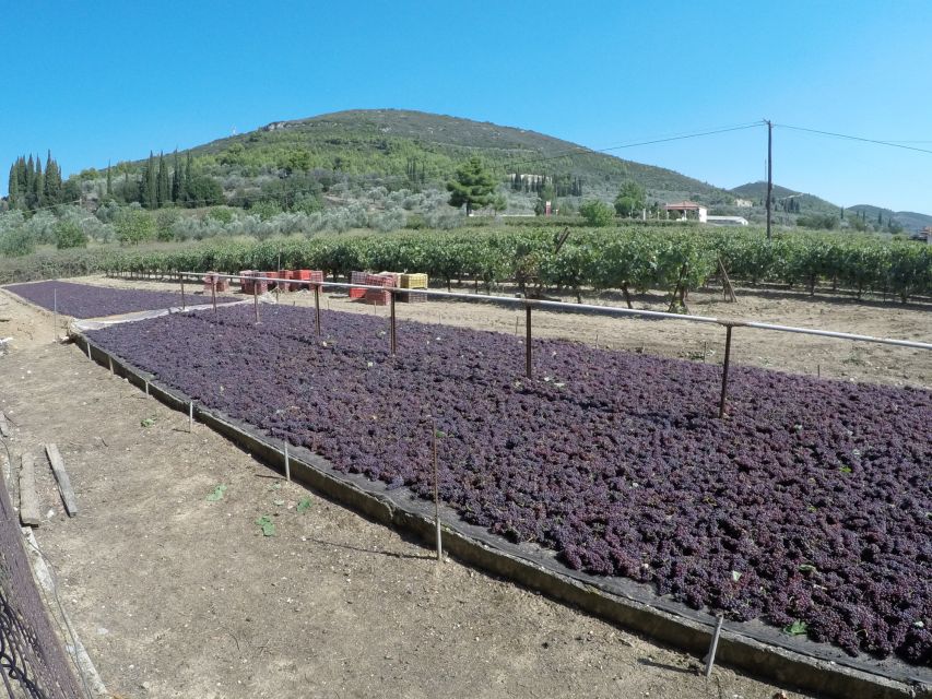 From Athens: Wine, Oil, & Cheese Tasting in Nemea & Argolis - Nemea wine country and a tasting with local food