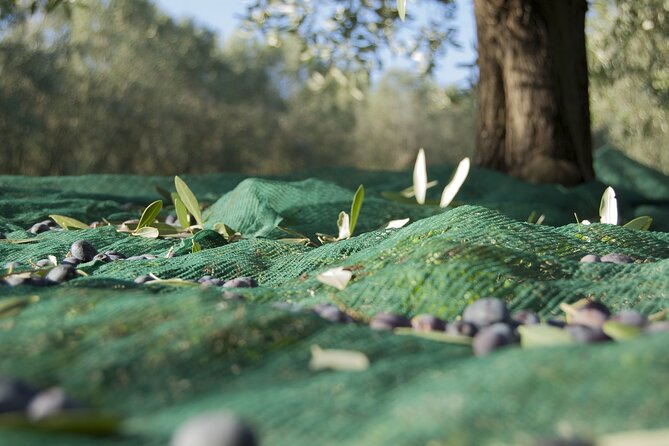 Full-Day Private Tour Corinth and Olive Oil Tasting from Athens - The private car and driver experience