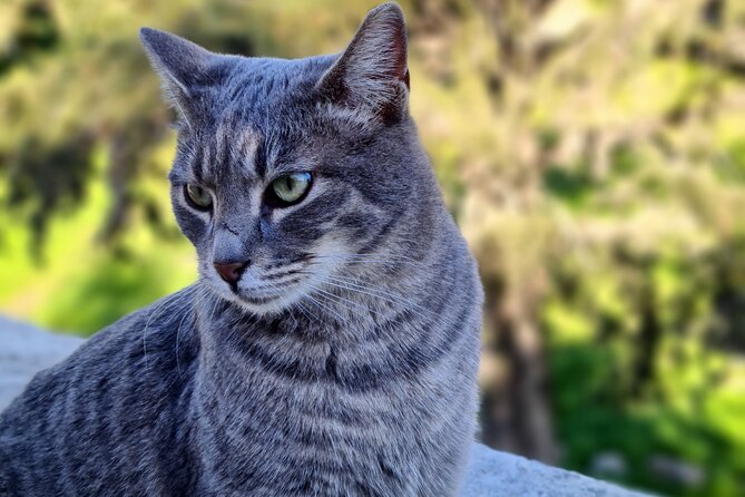 Meet the Cats of Acropolis and Thissio Private Tour - Key details at a glance