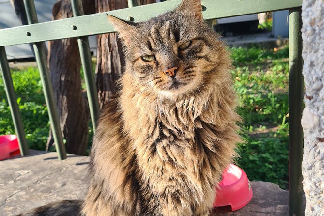 Meet the Cats of Acropolis and Thissio Private Tour - Why this Athens cat walk feels different
