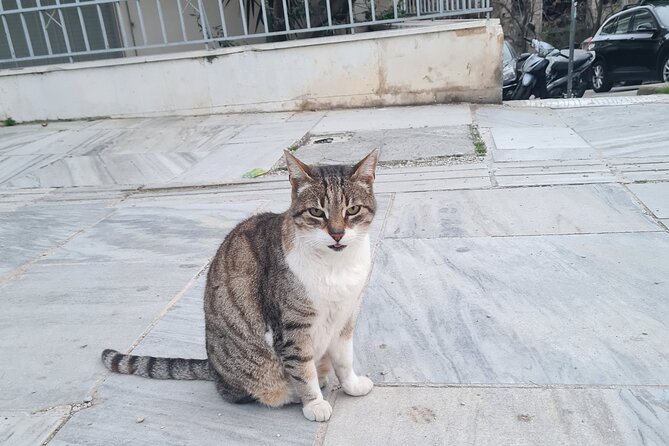 Meet the Cats of Acropolis and Thissio Private Tour - Plaka’s lanes and traditional houses