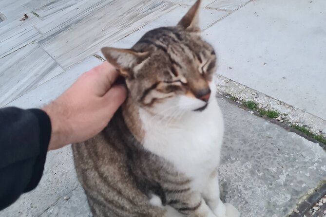 Meet the Cats of Acropolis and Thissio Private Tour - What Giorgos adds to the experience