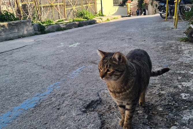 Meet the Cats of Acropolis and Thissio Private Tour - Is $83.08 per person fair?