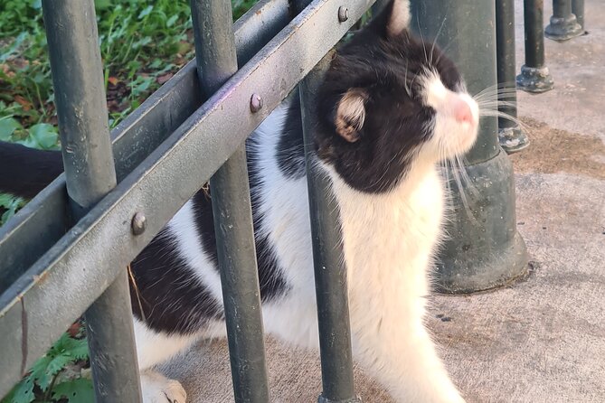 Meet the Cats of Acropolis and Thissio Private Tour - Timing, weather, and walking comfort