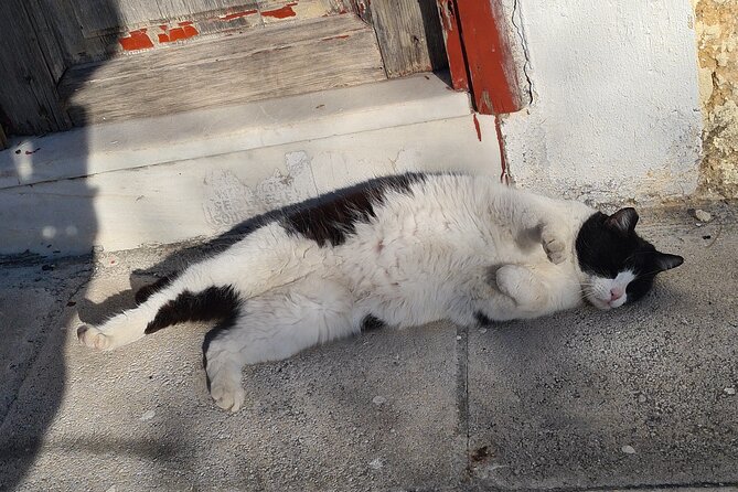 Meet the Cats of Acropolis and Thissio Private Tour - Who should book this private experience?