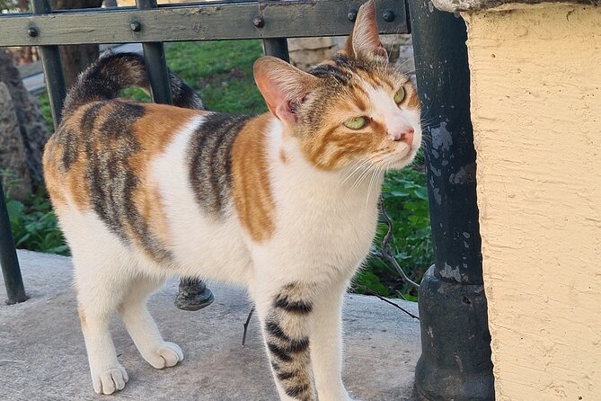 Meet the Cats of Acropolis and Thissio Private Tour - Starting beneath the Acropolis