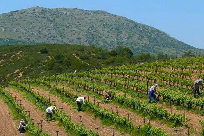 Nemea wine roads, The most famous wine tour in Greece - Crossing the Peloponnese by olive groves and vineyards