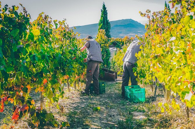 Nemea wine roads, The most famous wine tour in Greece - The return to Athens or Piraeus