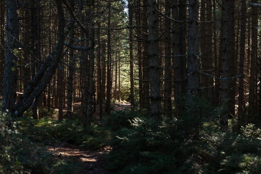 Parnitha (Parnis) / Skipiza & Mola loop - Hike near Athens - Why Parnitha makes a good Athens escape