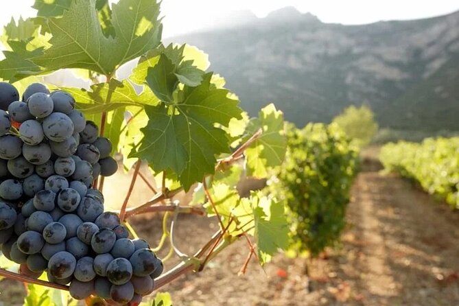 Private Day Trip to Nafplio from Athens - Choosing a winery in Greece’s wine country