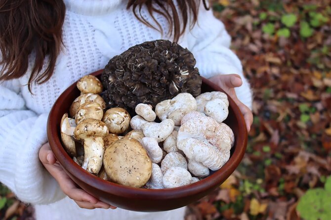 Private Daytrip for Truffle Mushroom Foraging and Wine Tasting - Key points to know before booking