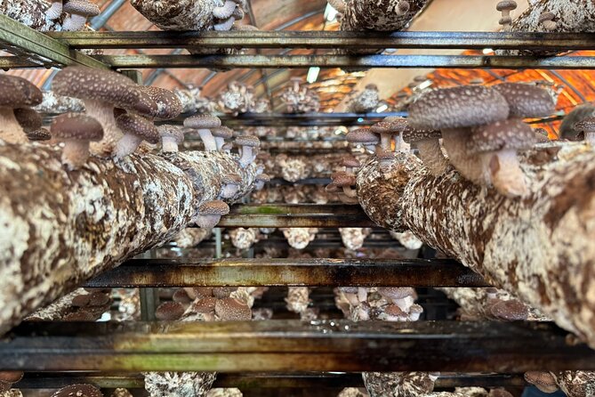 Private Daytrip for Truffle Mushroom Foraging and Wine Tasting - Timing, weather, and practical preparation