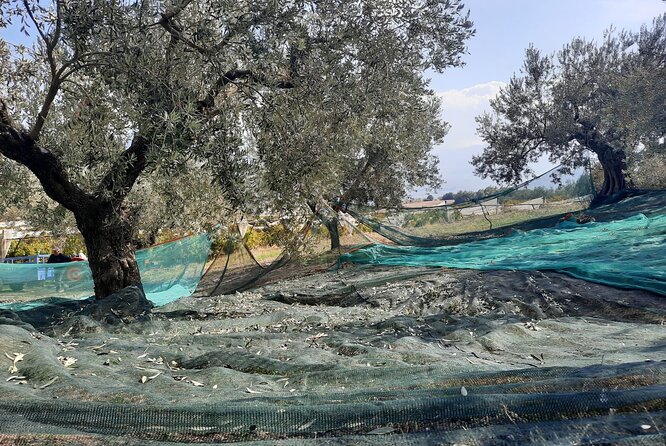 Private tour in Nafplio with Olive oil Tasting Tour in Corinth - Leaving Athens for the olive groves