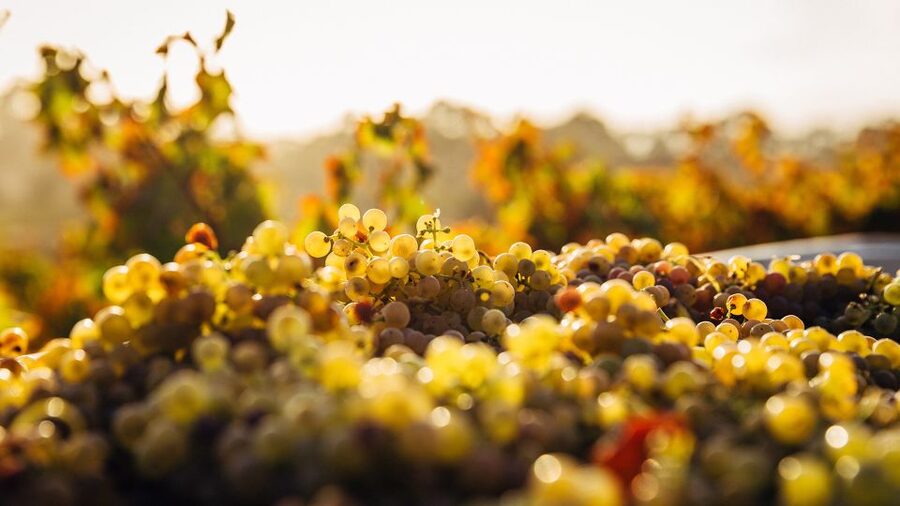 Private Wine Tasting Experience in Athens - Greek wine in a two-hour tasting
