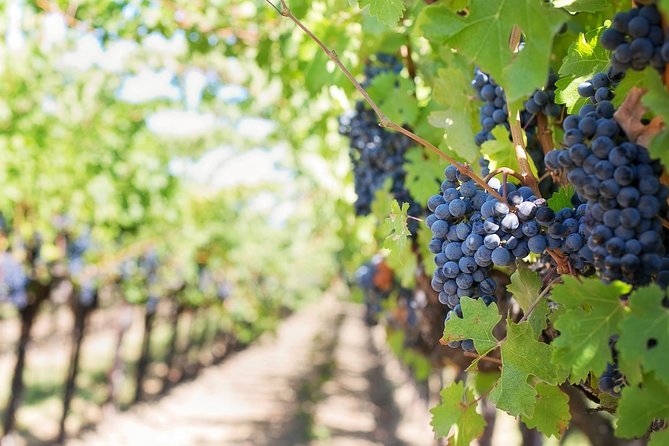 Private Wine Tasting Experience of Greek Awarded Wines at Athens Wine Suburb - The Markou wine museum and old harvest customs